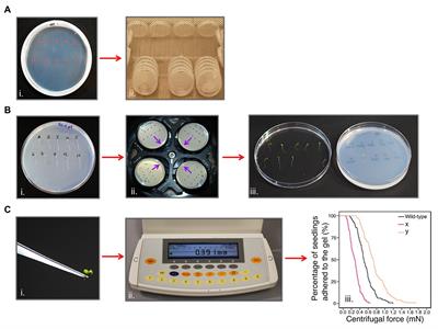 A Centrifuge-Based Method for Identifying Novel Genetic Traits That Affect <mark class="highlighted">Root-Substrate Adhesion</mark> in Arabidopsis thaliana